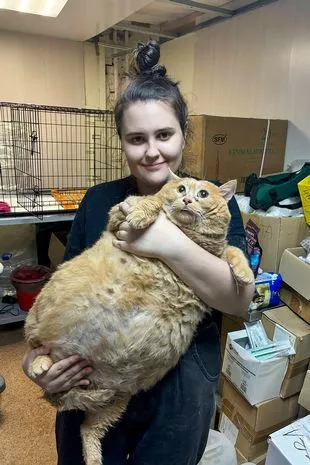 世界上最胖的猫在参加“减肥训练营”后，重